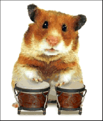 Chomik perkusista